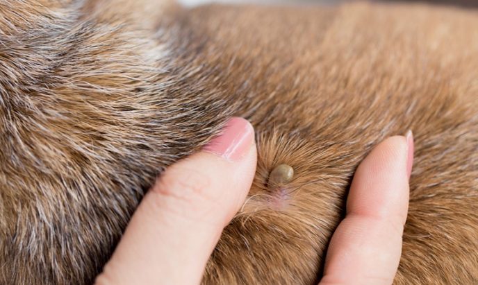 Собаку укусил клещ: симптомы и лечение пироплазмоза