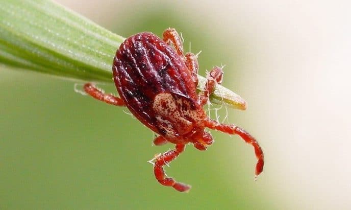 Какие заболевания вызывает укус клеща и их симптомы