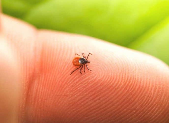 Почему после укуса клеща чешется место укуса?