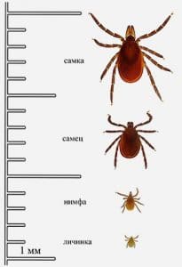 Схема развития иксодового клеща