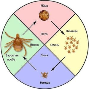 Цикл жизни клеща после того как он присосался